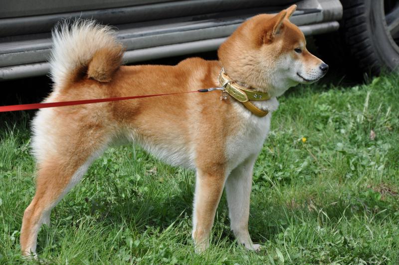 ����-���. ���������� �����