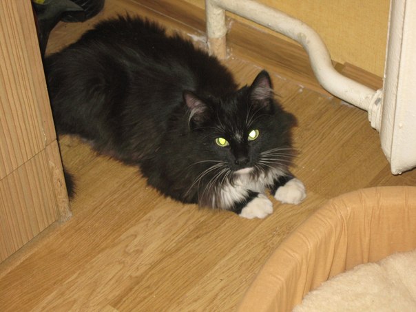 ��������� �����. ���������� �����