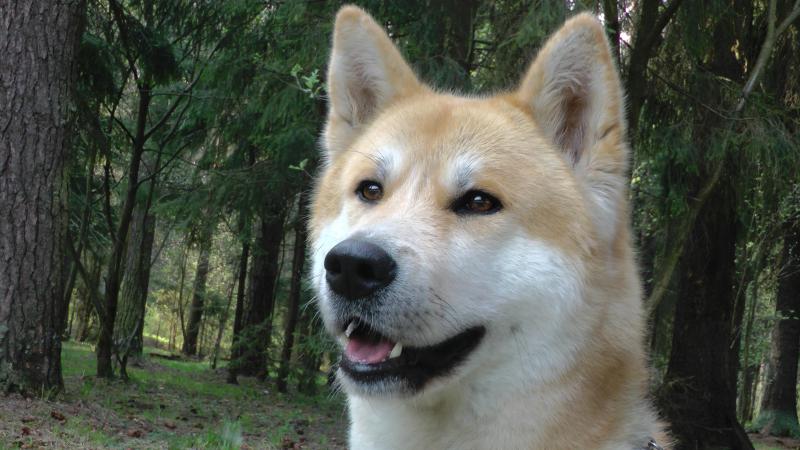 �����-���. ���������� �����