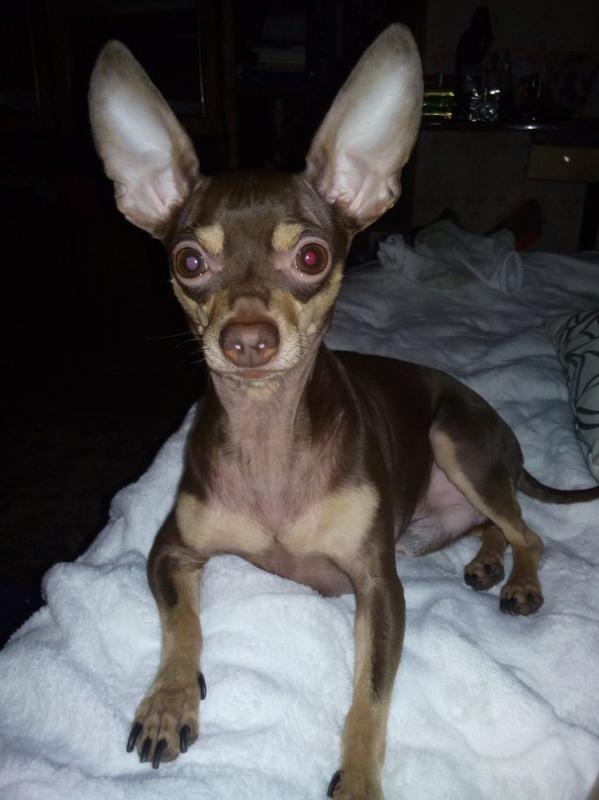 ������� ���-������. ���������� �����