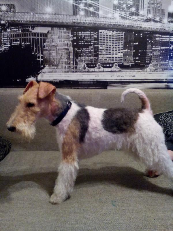 ���������� ��������������