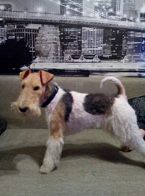 ���������� ��������������