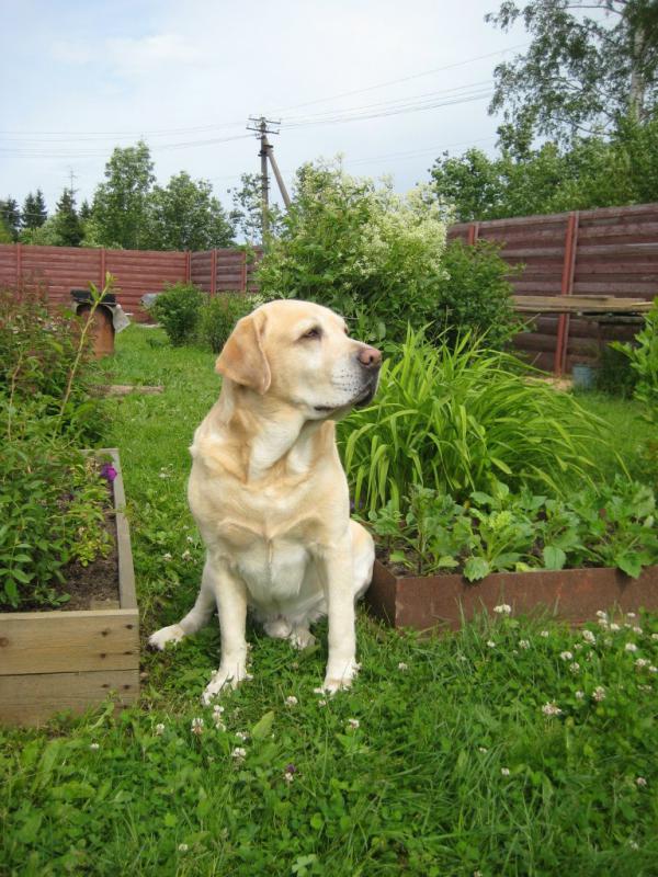 �������� ��������. ���������� �����