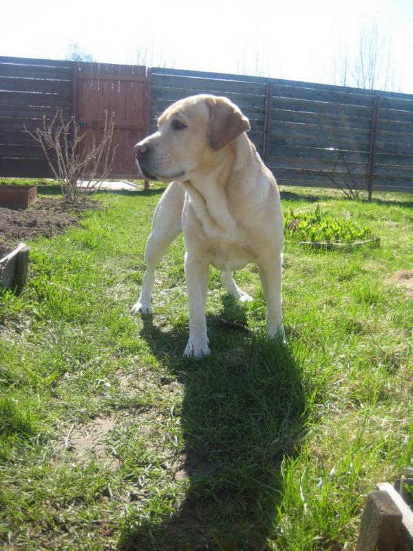 �������� ��������. ���������� �����