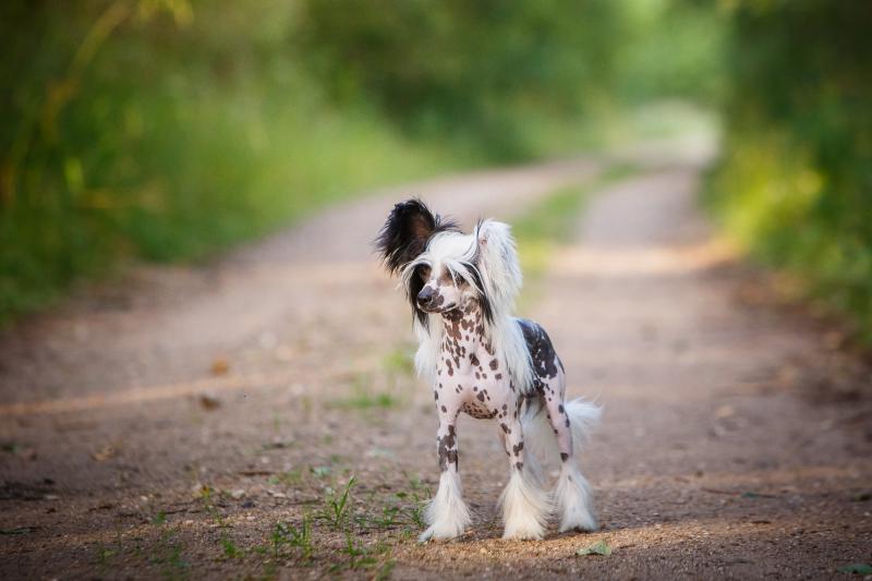 ��������� �������� �������