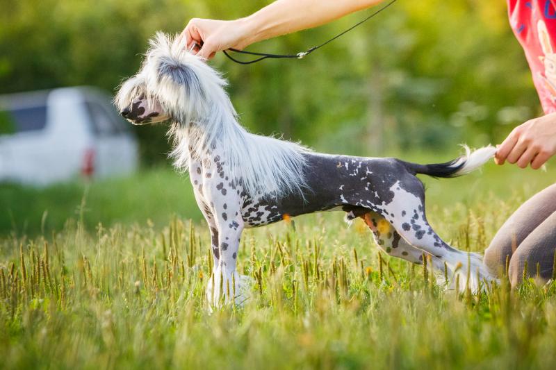 ��������� �������� �������