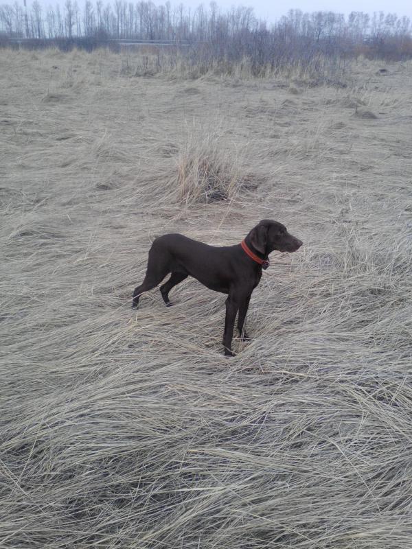 ��������. ���������� �����