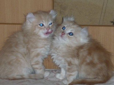 ������������ ����. ���������� �����