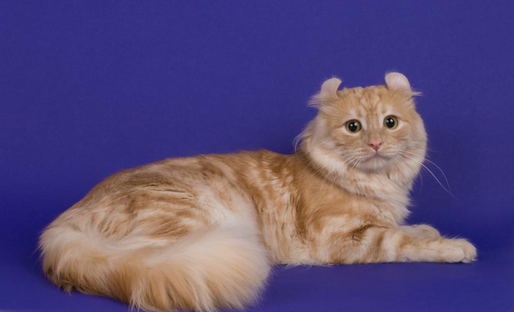 ������������ ����. ���������� �����