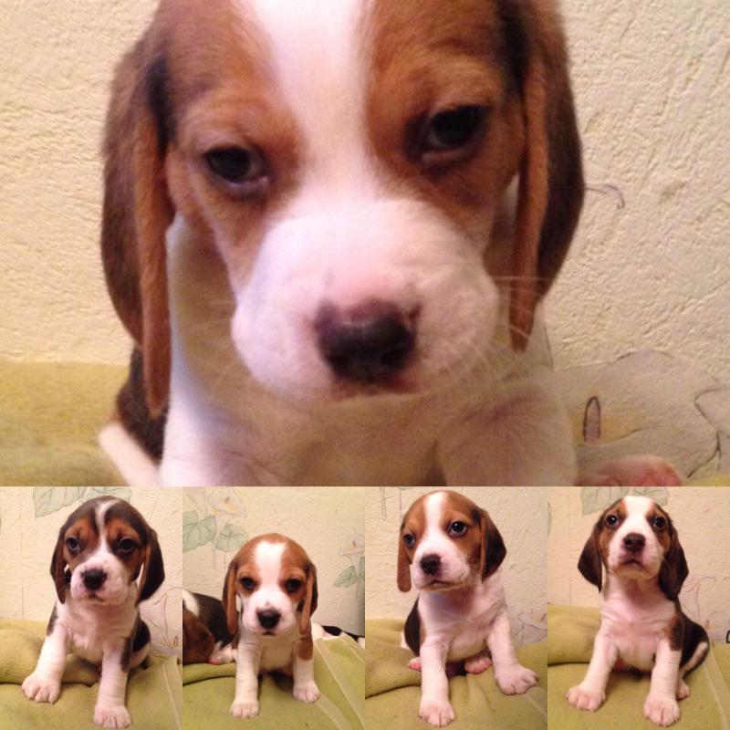 �����. ���������� �����