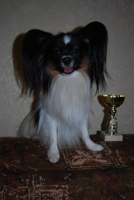 ��������. ���������� �����