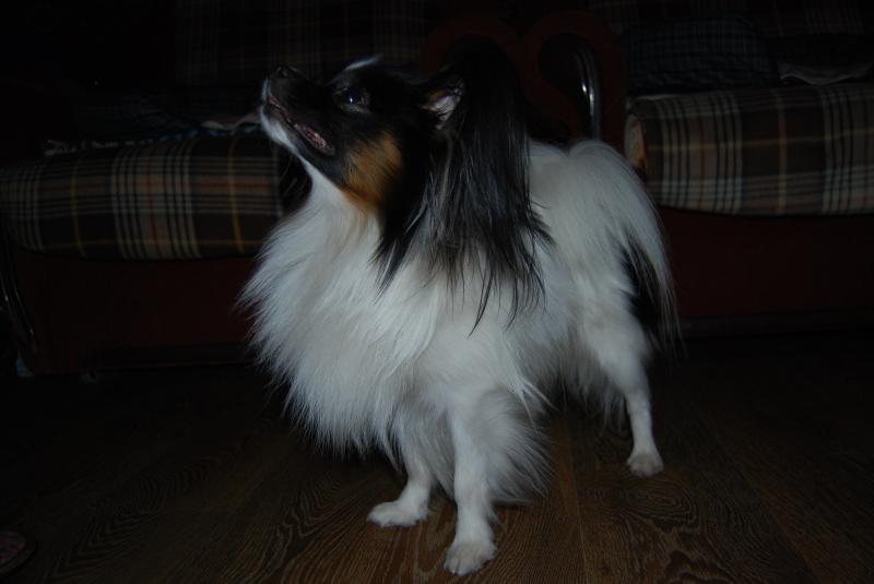 ��������. ���������� �����