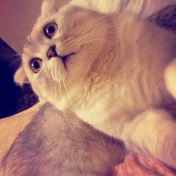 ����������� ��������������� (C������-������). ���������� �����