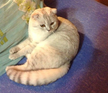 ����������� ��������������� (C������-������). ���������� �����