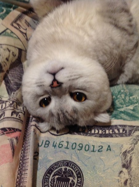 ����������� ��������������� (C������-������). ���������� �����