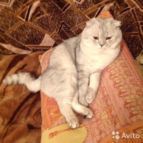 ����������� ��������������� (C������-������). ���������� �����