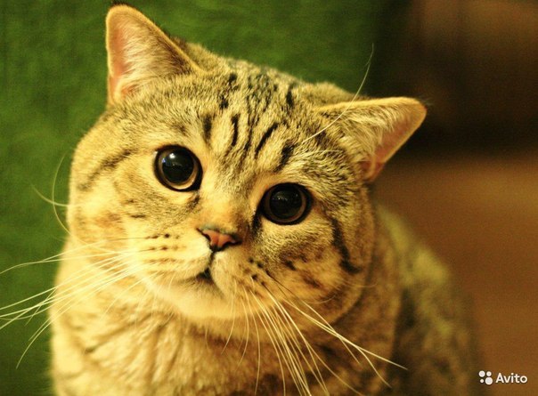 ����������� ��������������� (C������-������). ���������� �����