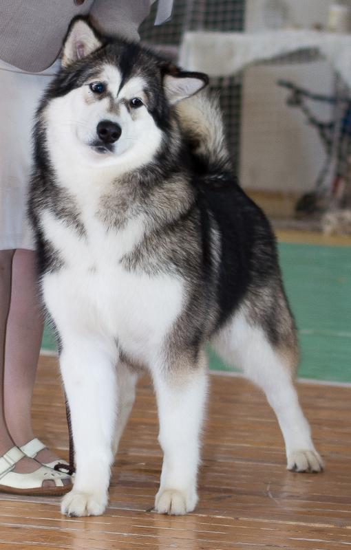 ����������� �������. ���������� �����