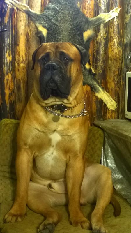 ����������. ���������� �����