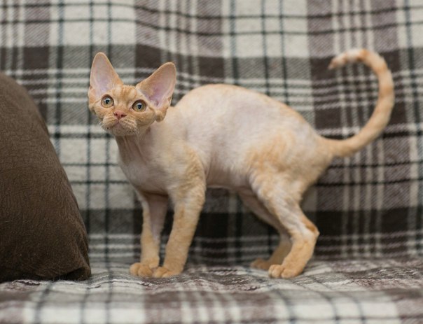 �����-����. ���������� �����