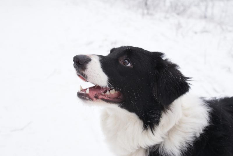 ������ �����