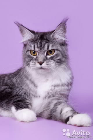 ����-���. ���������� �����