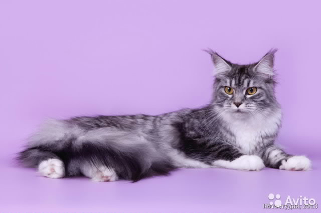 ����-���. ���������� �����