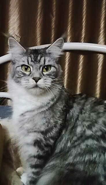 ����-���. ���������� �����