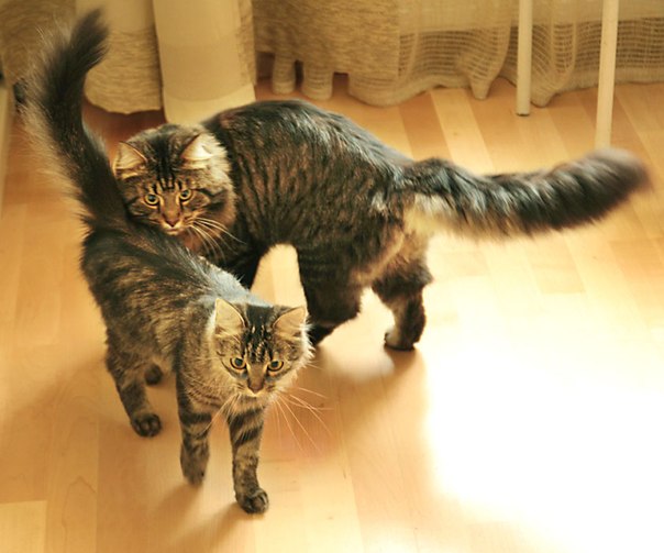 ���������� ������. ���������� �����