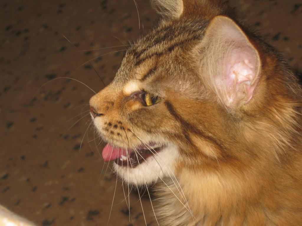 ����-���. ���������� �����