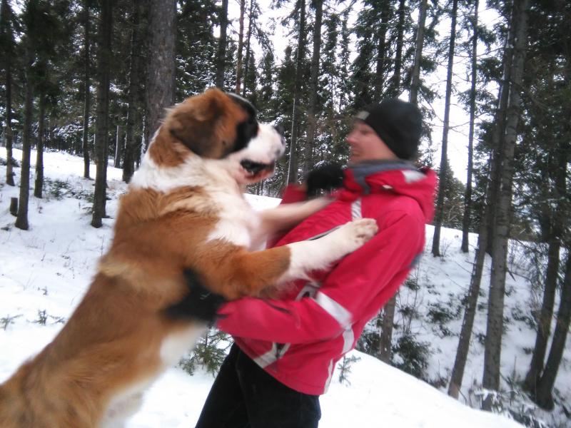 ���������. ���������� �����