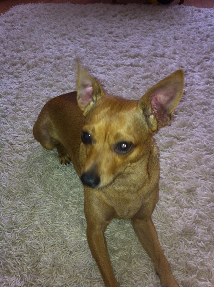 ������� ���-������. ���������� �����