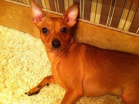 ������� ���-������. ���������� �����