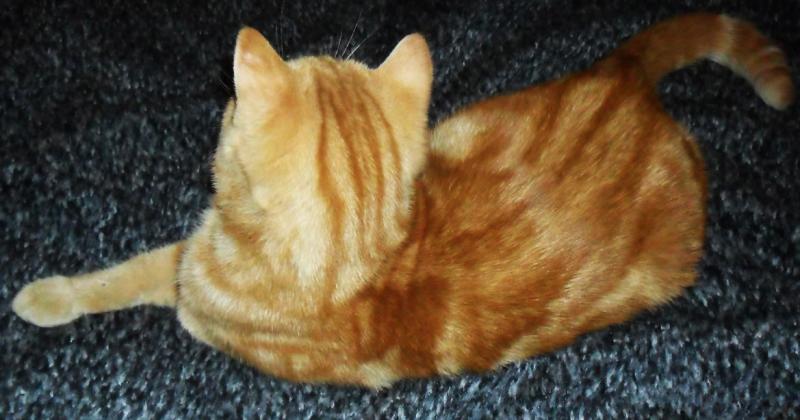 ����������� ��������������� (C������-������). ���������� �����