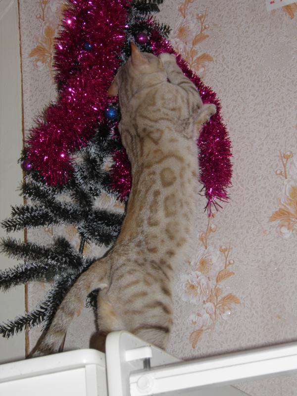 ����������� �����. ���������� �����