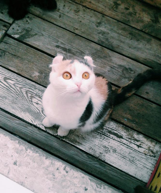 ������������ ����. ���������� �����