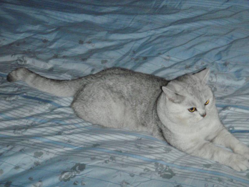 ����������� ��������������� (C������-������). ���������� �����