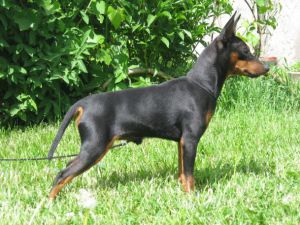 �����������. ���������� �����