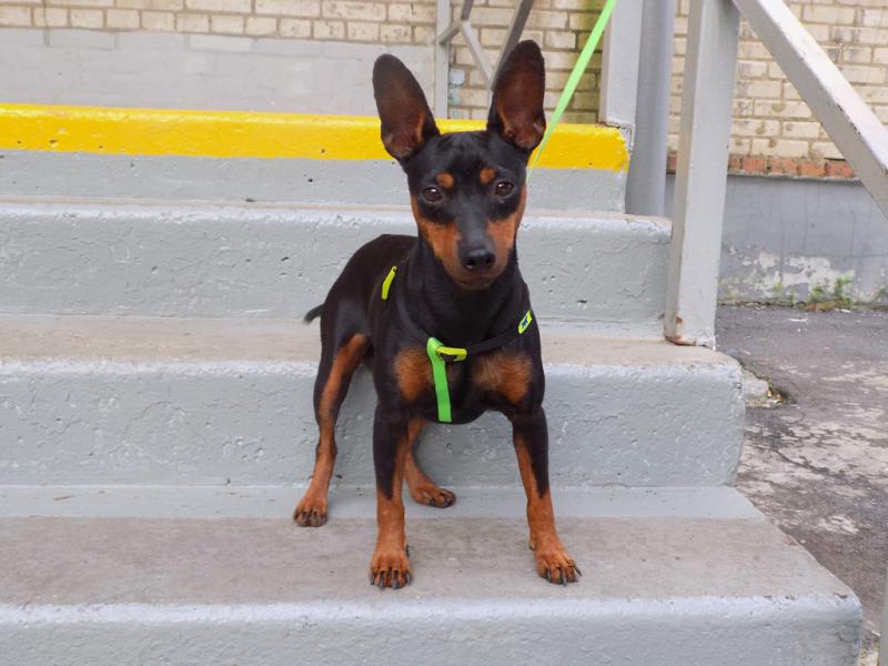 �����������. ���������� �����