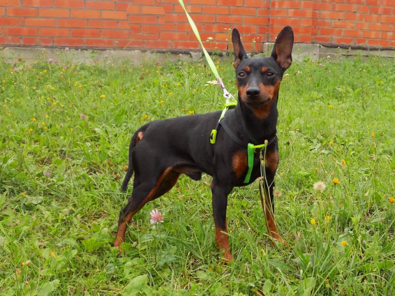 �����������. ���������� �����