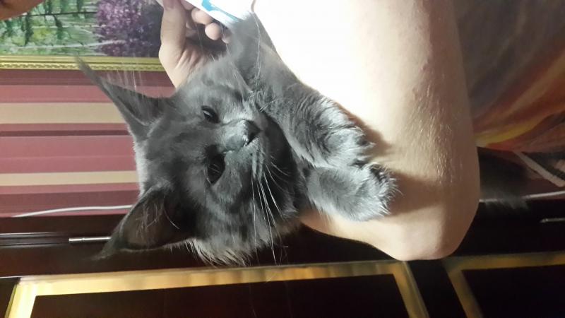 ����-���. ���������� �����