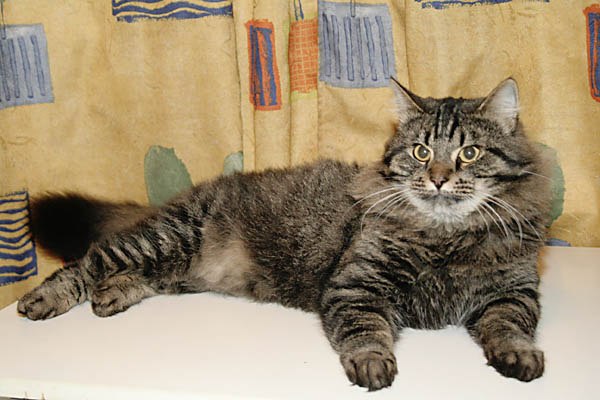 ���������� ������. ���������� �����