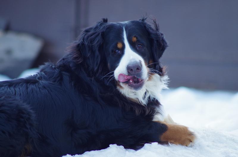 �������� ����������