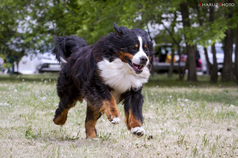 �������� ����������