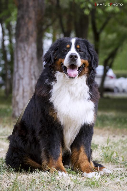 �������� ����������