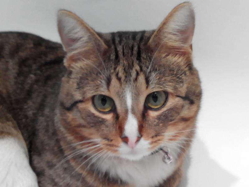 ����������� ���������������