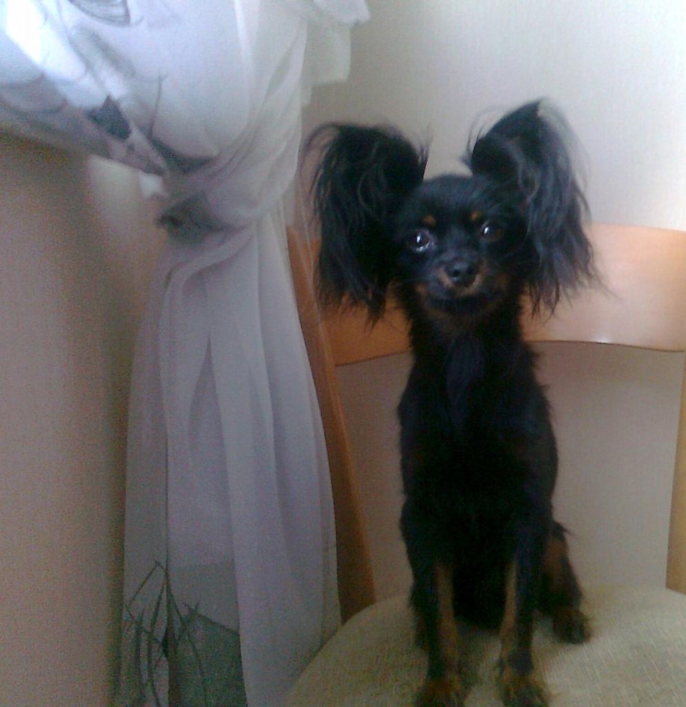 ������� ���-������. ���������� �����