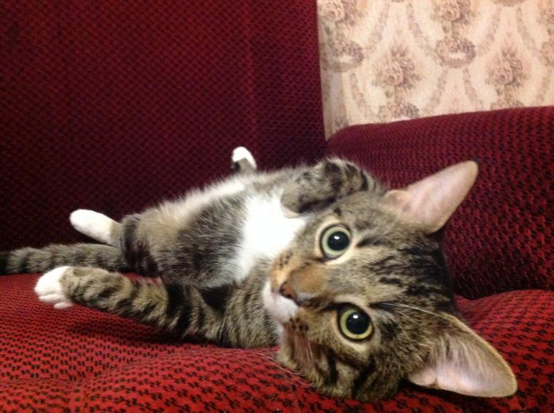 ����������� ���������������