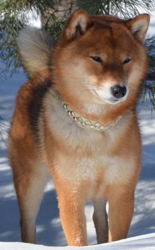 ����-���. ���������� �����