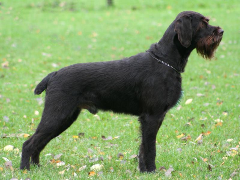 �������� (�������� �������������� �������). ���������� �����